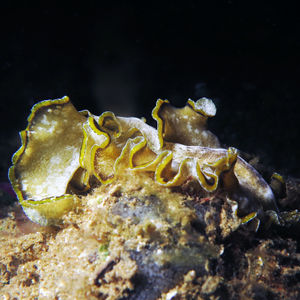 Pseudobiceros flowersi 印度尼西亚 Indonesia , 安汶 Ambon @LazyDiving.com 潜水时光