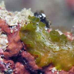 Pseudobiceros Pseudobiceros 印度尼西亚 Indonesia , 达拉湾 Derawan @LazyDiving.com 潜水时光