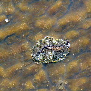 Pseudobiceros Pseudobiceros Indonesia 印度尼西亚 Togian 托吉安群岛 Bomba  @LazyDiving.com 潜水时光