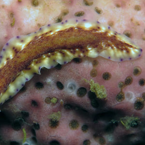 Pseudoceros Pseudoceros 印度尼西亚 Indonesia , 北马鲁古 North Maluku , 巴占群岛 Bacan Islands @LazyDiving.com 潜水时光