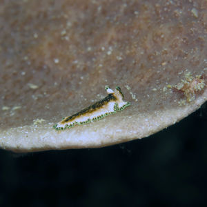 Pseudoceros leptostictus 印度尼西亚 Indonesia , 达拉湾 Derawan @LazyDiving.com 潜水时光
