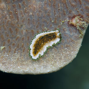 Pseudoceros leptostictus Pseudoceros leptostictus 印度尼西亚 Indonesia , 达拉湾 Derawan @LazyDiving.com 潜水时光