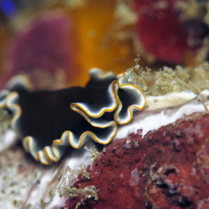 Pseudoceros prudhoei 印度尼西亚 Indonesia , 达拉湾 Derawan @LazyDiving.com 潜水时光