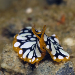 Pseudoceros scintillatus 中苏拉威西 Central Sulawesi , 栋加拉 Donggala @LazyDiving.com 潜水时光