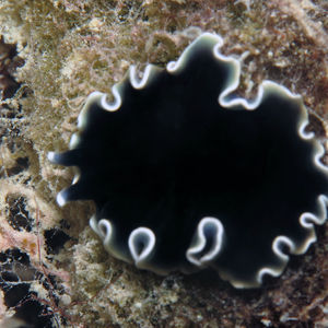 Pseudoceros Pseudoceros 假角扁虫 Indonesia 印度尼西亚 Togian 托吉安群岛 Bomba  @LazyDiving.com 潜水时光