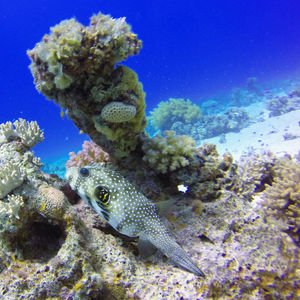 Arothron hispidus 埃及 Egypt , 达哈卜  Dahab @LazyDiving.com 潜水时光