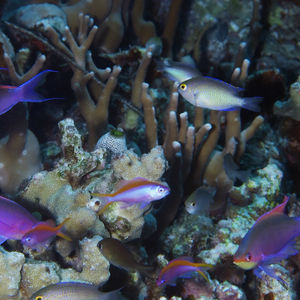 Pseudanthias tuka 印度尼西亚 Indonesia , 托吉安群岛 Togian , Kadidiri @LazyDiving.com 潜水时光