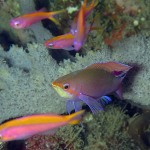 Pseudanthias tuka 中苏拉威�西 Central Sulawesi , 帕瑞吉 Parigi @LazyDiving.com 潜水时光