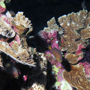 Pycnochromis atripes 印度尼西亚 Indonesia , 班达群岛 Banda Islands @LazyDiving.com 潜水时光
