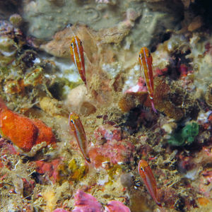 Trimma tevegae 印度尼西亚 Indonesia , 马鲁古 Maluku , 安汶 Ambon @LazyDiving.com 潜水时光