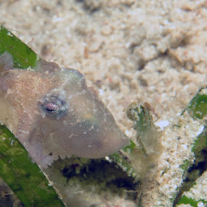 Octopus bocki 菲律宾 Philippines , 朗布隆 Romblon @LazyDiving.com 潜水时光