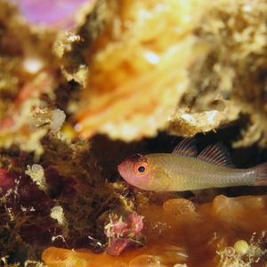 Trimma cheni 印度尼西亚 Indonesia , 马鲁古 Maluku , 安汶 Ambon @LazyDiving.com 潜水时光