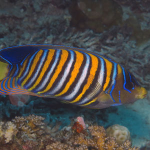 Pygoplites diacanthus 中苏��拉威西 Central Sulawesi , 帕瑞吉 Parigi @LazyDiving.com 潜水时光