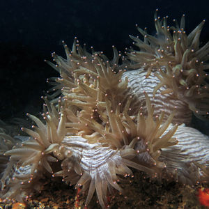 Radianthus crispa 印度尼西亚 Indonesia , 安汶 Ambon @LazyDiving.com 潜水时光