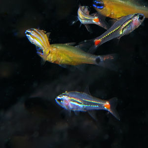 Rasbora borapetensis 印度尼西亚 Indonesia , 安汶 Ambon @LazyDiving.com 潜水时光