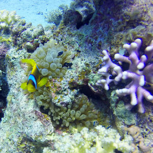 Amphiprion bicinctus 埃及 Egypt , 达哈卜  Dahab @LazyDiving.com 潜水时光