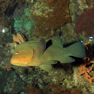 Aethaloperca rogaa Aethaloperca rogaa 印度尼西亚 Indonesia , 巴厘岛 Bali , 图蓝本 Tulamben @LazyDiving.com 潜水时光