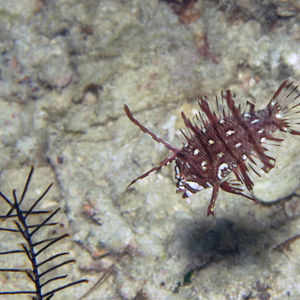 Novaculichthys taeniourus 印度尼西亚 Indonesia , 达拉湾 Derawan @LazyDiving.com 潜水时光