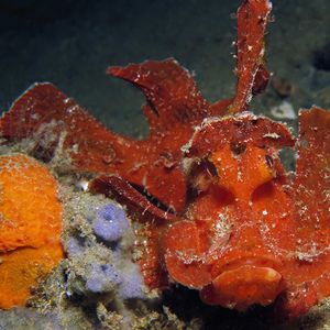 Rhinopias eschmeyeri 印度尼西亚 Indonesia , 安汶 Ambon @LazyDiving.com 潜水时光