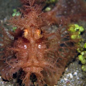 Rhinopias frondosa 印度尼西亚 Indonesia , 安汶 Ambon @LazyDiving.com 潜水时光