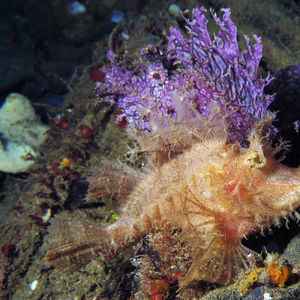 Rhinopias frondosa 印度尼西亚 Indonesia , 安汶 Ambon @LazyDiving.com 潜水时光