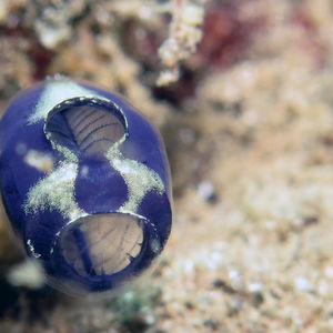 Rhopalaea 东帝汶 Timor-Leste @LazyDiving.com 潜水时光