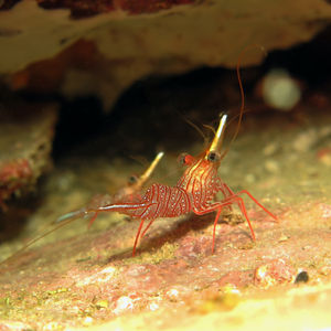 Rhynchocinetes uritai 日本 Japan , 柏岛 Kashiwa Island @LazyDiving.com 潜水时��光