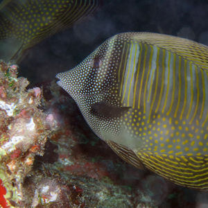 Zebrasoma desjardinii 马尔代夫 Maldives @LazyDiving.com 潜水时光