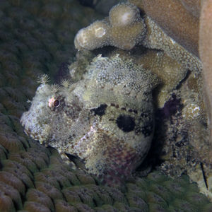 Salarias fasciatus 中苏拉威西 Central Sulawesi , 托利托利 Toli Toli @LazyDiving.com 潜水时光