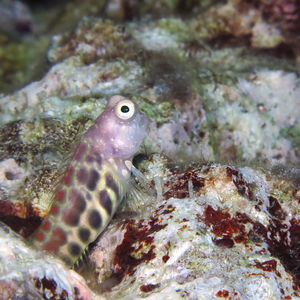 Salarias segmentatus 印度尼西亚 Indonesia , 托吉安群岛 Togian , Kadidiri @LazyDiving.com 潜水时��光