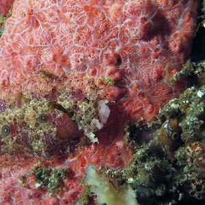 Samariscus triocellatus Samariscus triocellatus 印度尼西亚 Indonesia , 巴厘岛 Bali , 艾湄湾 Amed Bay @LazyDiving.com 潜水时光
