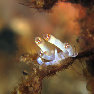 Samla bilas 印度尼西亚 Indonesia , 阿洛群岛 Alor @LazyDiving.com 潜水时光