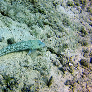 Parapercis hexophtalma 埃及 Egypt , 达哈卜  Dahab @LazyDiving.com 潜水时光