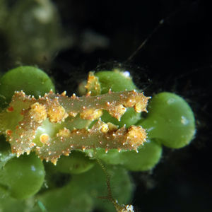 Lobiger viridis 中苏拉威西 Central Sulawesi , 托利托利 Toli Toli @LazyDiving.com 潜水时光