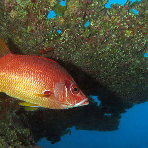 Sargocentron spiniferum 马尔代夫 Maldives @LazyDiving.com 潜水时光