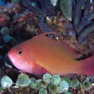 Pseudanthias squamipinnis 菲律宾 Philippines , 阿尼洛 Anilao @LazyDiving.com 潜水时光