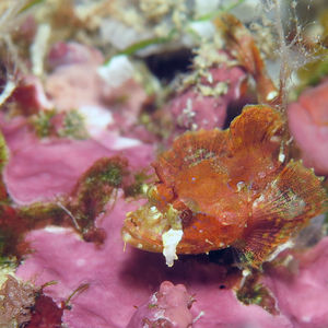 Scorpaenopsis papuensis Scorpaenopsis papuensis Indonesia 印度尼西亚 Togian 托吉安群岛 Bomba  @LazyDiving.com 潜水时光