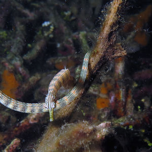 Corythoichthys intestinalis 印度尼西亚 Indonesia , 蓝碧 Lembeh @LazyDiving.com 潜水时光