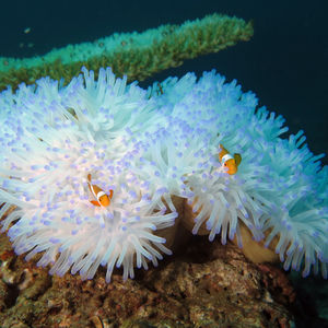 Heteractis magnifica 印度尼西亚 Indonesia , 巴厘岛 Bali , 艾湄湾 Amed Bay @LazyDiving.com 潜水时光