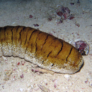 Holothuria (Microthele) fuscopunctata 印度尼西亚 Indonesia , 达拉湾 Derawan @LazyDiving.com 潜水时光