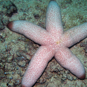 Thromidia catalai Thromidia catalai 印度尼西亚 Indonesia , 达拉湾 Derawan @LazyDiving.com 潜水时光