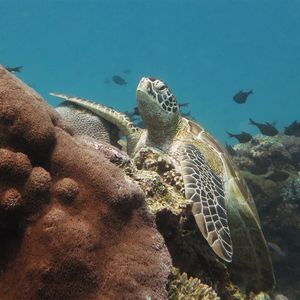 Chelonia mydas 印度尼西亚 Indonesia , 科莫多 Komodo @LazyDiving.com 潜水时光