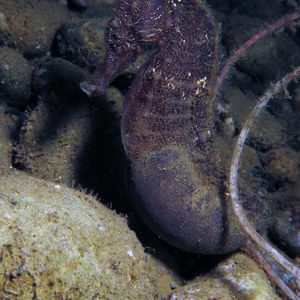 Hippocampus 印度尼西亚 Indonesia , 安汶 Ambon @LazyDiving.com 潜水时光