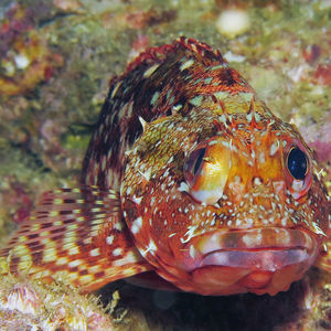 Sebastiscus marmoratus 日本 Japan , 柏岛 Kashiwa Island @LazyDiving.com 潜水时光