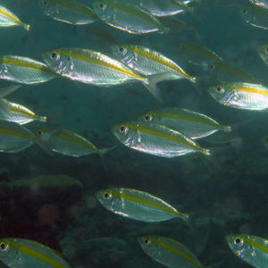 Selaroides leptolepis �泰国 Thailand , 攀牙湾 Phang Nga Bay @LazyDiving.com 潜水时光