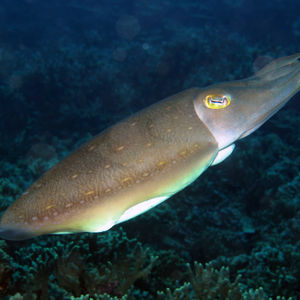 Sepia latimanus Sepia latimanus 宽腕乌贼 Indonesia 印度尼西亚 Togian 托吉安群岛 Una Una  @LazyDiving.com 潜水时光