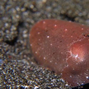 Sepia latimanus 印度尼西亚 Indonesia , 锡奥岛 Siau island @LazyDiving.com 潜水时光