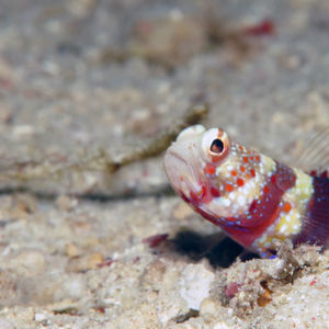 Amblyeleotris wheeleri 印度尼西亚 Indonesia , 达拉湾 Derawan @LazyDiving.com 潜水时光