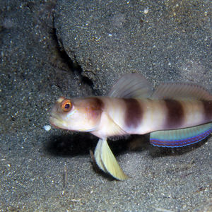 Amblyeleotris fontanesii 印度尼西亚 Indonesia , 北马鲁古 North Maluku , 巴占群岛 Bacan Islands @LazyDiving.com 潜水时光