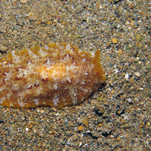 Pleurobranchus albiguttatus 印度尼西亚 Indonesia , 北苏拉威西 North Sulawesi , 邦卡岛 Bangka @LazyDiving.com 潜水时光